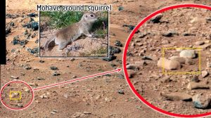 FAKE mars-mohave-ground-squirrel
