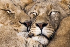 contented_lions