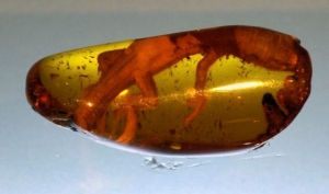 scientists-were-able-to-tell-the-age-of-the-fossil-by-using-the-date-of-the-amber-deposit-that-the-fossil-was-found-entombed-in