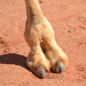 camel+foot.jpg