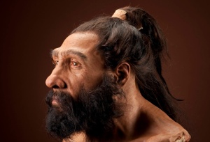 Homo neanderthalensis adult male. Reconstruction based on Shanidar 1 by John Gurche for the Human Origins Program, NMNH. Date: 225,000 to 28,000 years.