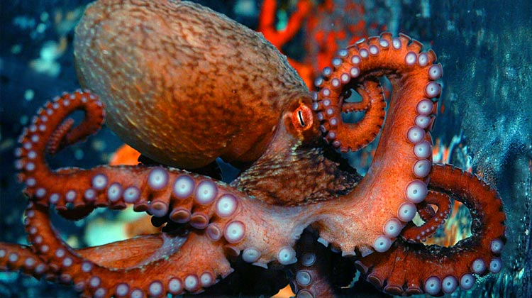 revit-octopus